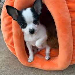 Ace - Black and white male Chihuahua puppy in Amity, Pennsylvania from Rhoda and Verna