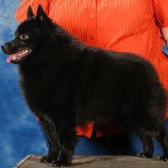 Schipperke All Grown Up from Safari Schipperkes