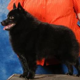Schipperke All Grown Up from Safari Schipperkes