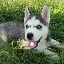 French Bulldogs and Siberian Huskies from Moore's Frenchies and Huskies