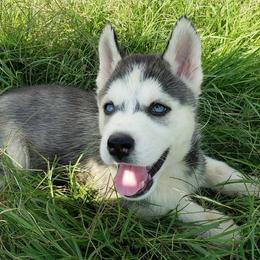 French Bulldogs and Siberian Huskies from Moore's Frenchies and Huskies