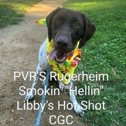 Reign - German Shorthaired Pointer