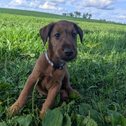 Gray Boy - Red male Irish Terrier puppy in Spring Valley, Minnesota from Back Country Terriers
