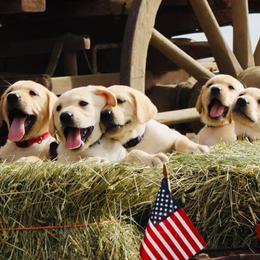 Labrador Retriever Puppies from Ruzicka Family Labradors