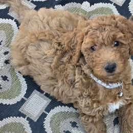 Goldendoodles from Sunflower Doodles