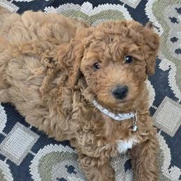 Goldendoodles from Sunflower Doodles