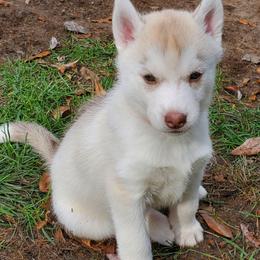 Cinnamon (orange) - Red and white female Siberian Husky puppy in Elk River, Minnesota from Naturez Siberians