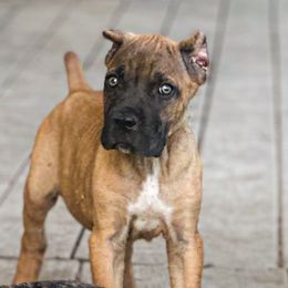 Boy 1 - Gray and fawn male Cane Corso puppy in Sandia, Texas from OneTime Cane Corso