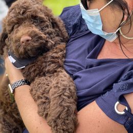 Australian Labradoodle and Double Doodle Puppies from Love Me Pooch