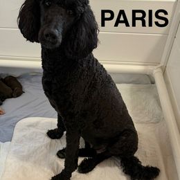 Paris - Poodle