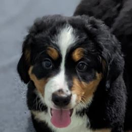 Yellow - Black rust and white Bernese Mountain Dog puppy in Connecticut from Campany Berners