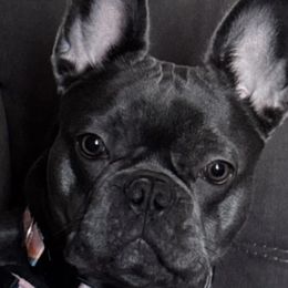 Bella - French Bulldog