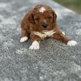 Girl 1 - Red  female Goldendoodle puppy in Cuero, Texas from Firestorm Kennel