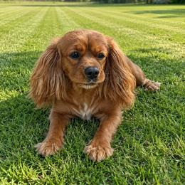 Rosie - Cavalier King Charles Spaniel