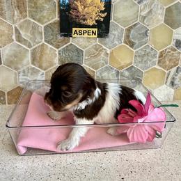 Havanese Puppies from Heavenly Havanese of Florida