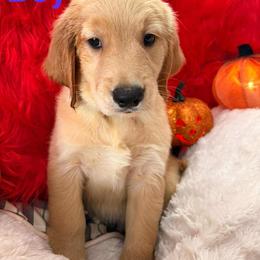 Golden Retriever Puppies from American True Golden retriever