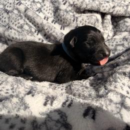 Barkis Bittern - Bi-color male German Shepherd puppy in Perrysburg, Ohio from Fancy GSDs LLC