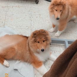 Dalmatian and Shetland Sheepdog Puppies from Karmayne Kennels