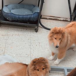 Dalmatian and Shetland Sheepdog Puppies from Karmayne Kennels