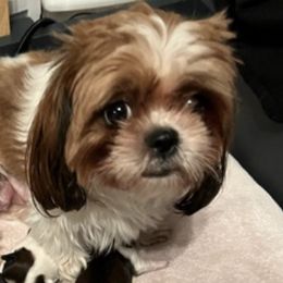 Shih Tzus from TNT Shih Tzu 4 U