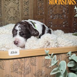 Elvis - Brown and white male Cockapoo puppy in Arizona from Copper State Cockapoos