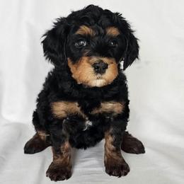 Kirby - Phantom female Bernedoodle puppy in Glenford, Ohio from Mi-De Doodles