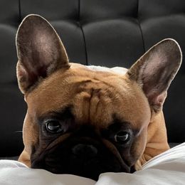 French Bulldogs from D’s Frenchies