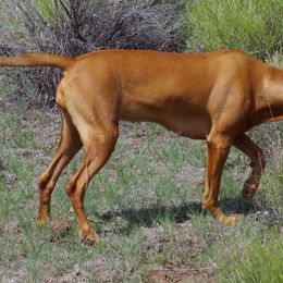 Vizslas from Tappancs Vizslas