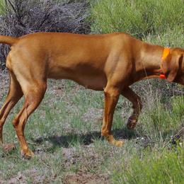 Vizslas from Tappancs Vizslas