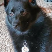Schipperkes from Mystik Schipperkes