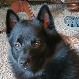 Schipperkes from Mystik Schipperkes