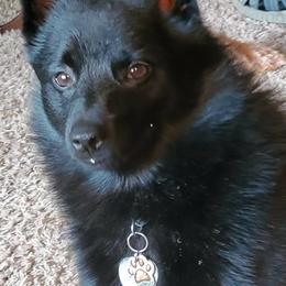 Schipperkes from Mystik Schipperkes