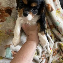 Cavalier King Charles Spaniel Puppies from Cynthia's Cavaliers