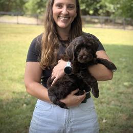 Lucky Country Sunny - Chocolate female Australian Labradoodle puppy in Wake Forest, North Carolina from Lucky Country Labradoodles