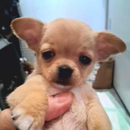 AKC Daisy - Fawn female Chihuahua puppy in Bloomington, Indiana from TJs Chihuahuas