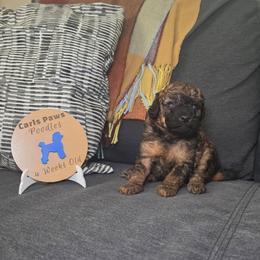 Skyy - Brindle female Poodle puppy in Plainfield, New Jersey from Caris Paws Poodles and Labradoodles