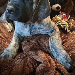 Mastiff Puppies from Eagle Pond Mastiffs