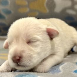 Miniature Schnauzer Puppies from The schnauzer Shack