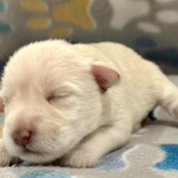 Miniature Schnauzer Puppies from The schnauzer Shack