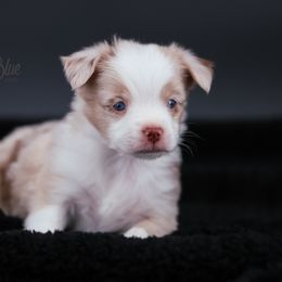 Australian Shepherd, Miniature American Shepherd, Miniature Australian Shepherd, and Toy Australian Shepherd Puppies from Painted Blue Aussies