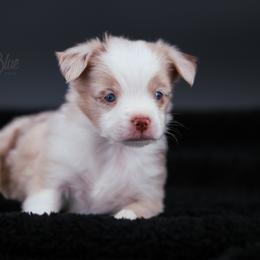 Australian Shepherd, Miniature American Shepherd, Miniature Australian Shepherd, and Toy Australian Shepherd Puppies from Painted Blue Aussies