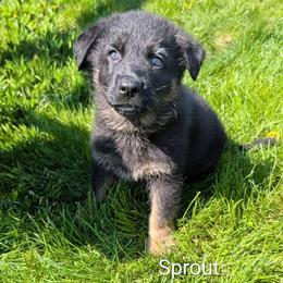 Sprout - Black and red male German Shepherd puppy in Waterloo, New York from Von Nikolaos German Shepherds