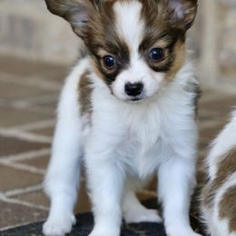 Stuart - White and sable male Papillon puppy in Boardman, Ohio from Taliaferro Kennel
