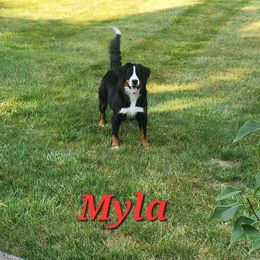 Myla - Bernese Mountain Dog