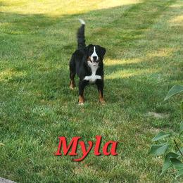Myla - Bernese Mountain Dog