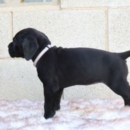 Light purple - Black female Cane Corso puppy in Caliente, California from Rafter Cross 7