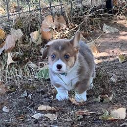 Tater - AKC - Sable male Pembroke Welsh Corgi puppy in Millsap, Texas from BJ's Blessings