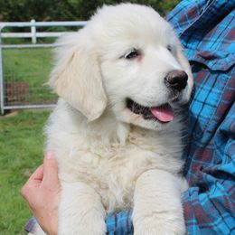 Boy 7 - male Golden Retriever puppy in Chehalis, Washington from Tradition Golden Retrievers