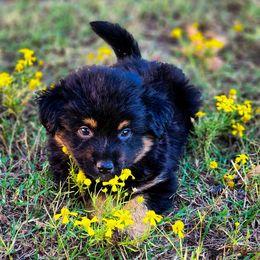 Fawn - Black tri female Toy Australian Shepherd puppy in Mc Alester, Oklahoma from Angel's Aussies