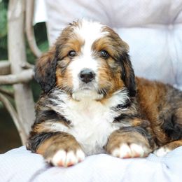 Storm - Sable male Bernedoodle puppy in Delta, Pennsylvania from KEE Bernedoodles